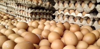 Dengan 1 Butir Telur Ayam Dapat Meningkatkan Stamina Pekerja Dengan 1 Butir Telur Ayam Dapat Meningkatkan Stamina Pekerja