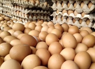 Dengan 1 Butir Telur Ayam Dapat Meningkatkan Stamina Pekerja Dengan 1 Butir Telur Ayam Dapat Meningkatkan Stamina Pekerja