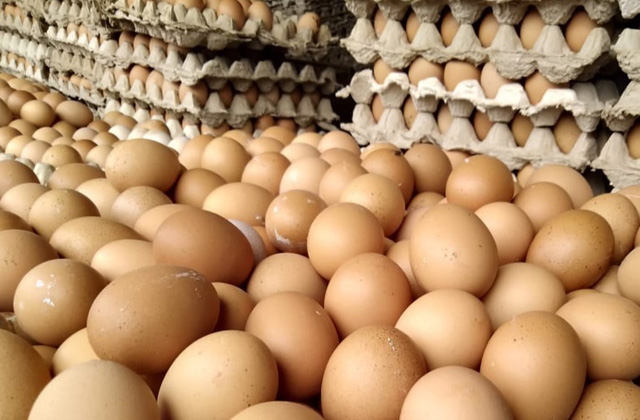 Dengan 1 Butir Telur Ayam Dapat Meningkatkan Stamina Pekerja