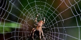 Sutra Laba-Laba Lebih Kuat 3 kali lipat dari serat sintetis Sutra Laba-Laba Lebih Kuat 3 kali lipat dari serat sintetis