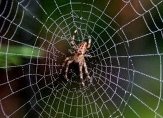 Sutra Laba-Laba Lebih Kuat 3 kali lipat dari serat sintetis Sutra Laba-Laba Lebih Kuat 3 kali lipat dari serat sintetis